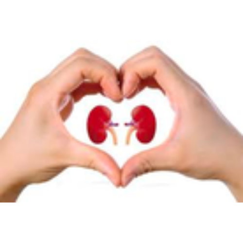 Kidney