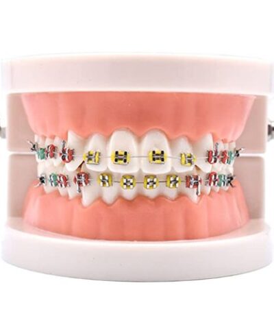 Teeth Model